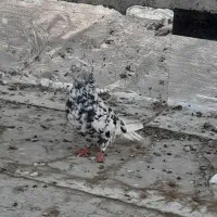 کبوتر