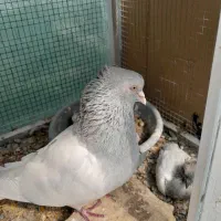 کبوتر کله الماسی