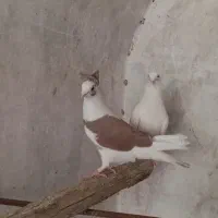 کفتر کبوتر تیره قدیم