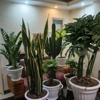 گلهای اپارتمانی زیبا وشاداب