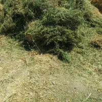شبدر چین دوم خوب