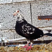 گوره سیاه|پرنده|شیراز, سجادیه|دیوار