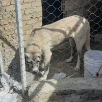 سگ سرابی