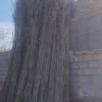 نی فروشی