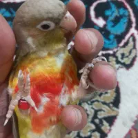 طوطی گرینچیگ
