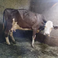 یه عدد گاو شیرده