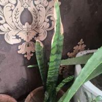 گل های آپارتمانی خریداری واقعی پیام بده