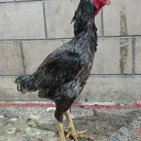 مرغ و خروس لاری