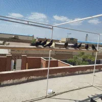 نروماده زاغ