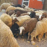 گوسفند نرو ماده