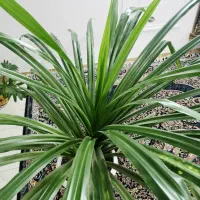 گل پاندانوس