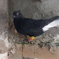کبوتر