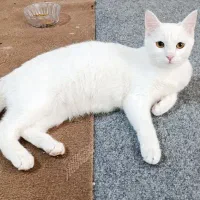 گربه ی زیبا