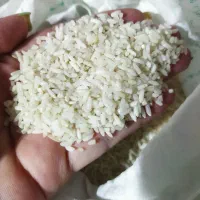 برنج طارم هاشمی
