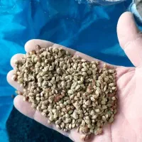 بذر اسپرس (خشه)