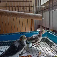 جوجه عروس هلندی