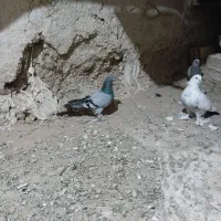 کفتر ترکیه ماده