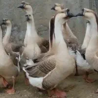 تخم قو قاز نطفه دار