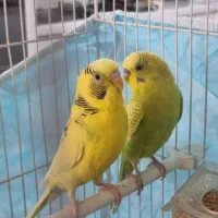 مرغ عشق (نر و ماده) (همراه با وسایل)