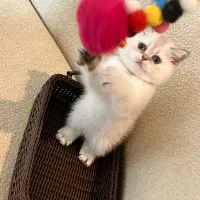 گربه