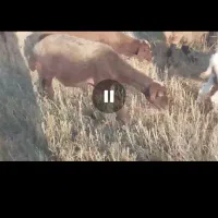 گوش کوتاه دوقلوزا بشرط آبستن سنو شده تضمین