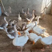 قوغازلینداواوکراینی