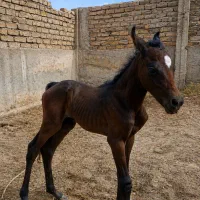 مادیون به همراه کره چند روزه نوه طوفان کیانی