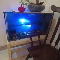 اکواریوم