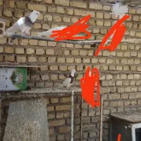 کبوتر طوقی و دمگیر سفید