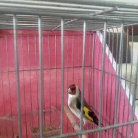 سهره|پرنده|بروجن, |دیوار