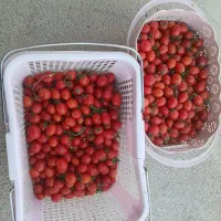 گوجه گیلاسی