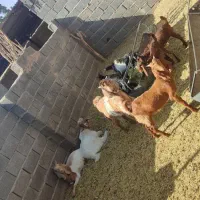 فروش کهره نر چاق و نری