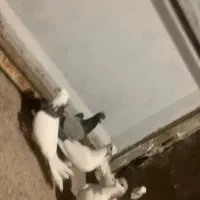 کبوتر.         معاوضه و فروش.