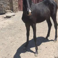 کره نریان ۸ماهه پرخون
