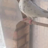 یک جفت کفتر پرشی