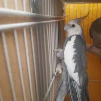 عروس هلندی نر