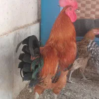 فروش