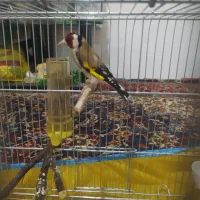 سهره نر دهندار
