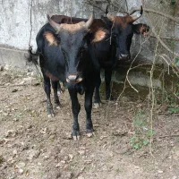 گاو با گوساله نر