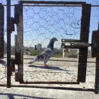 ماده المانی