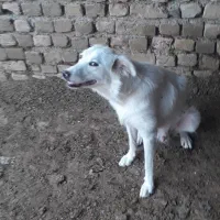 سگ نر نژاد پا کوتاه برای نگهبانی دامداری