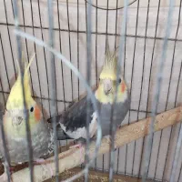 هفت عدد عروس هلندی به فروش میرسد