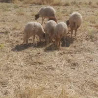 گوسفند دوقلوزا با بره