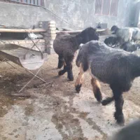 بره قوچ