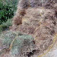 علوفه مناسب دام سنگین