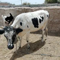 سلام  گاو فروشی