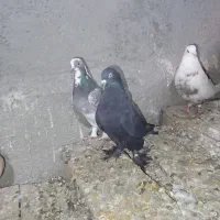 کبوتر|پرنده|مرند, |دیوار