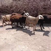 شیشک میش