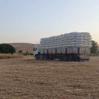 کاه گندم دیم درجه یک  کردستان