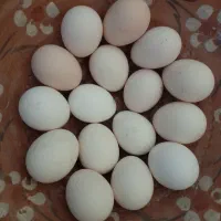 تخم نطفه دار مرغ محلی سیاه مرندی و گلین